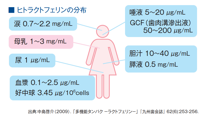 ヒトラクトフェリンの分布