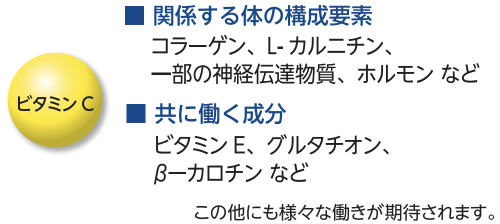 ビタミンCの多様な働き