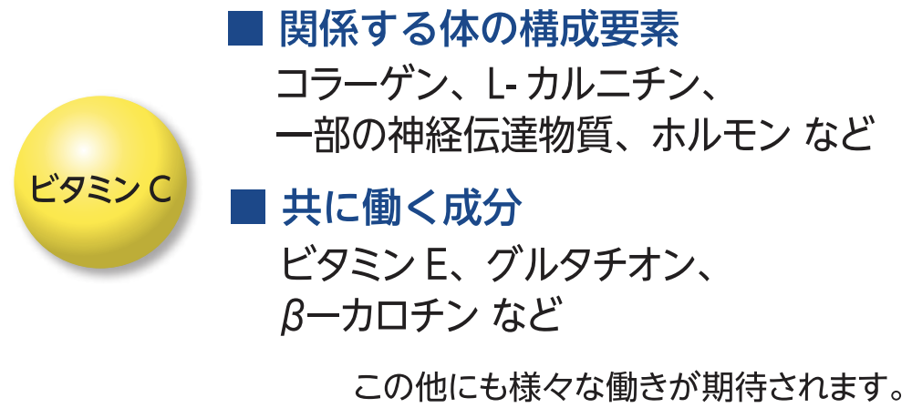 ビタミンＣの多様な働き