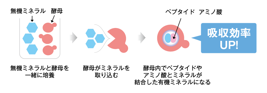 吸収性に優れた酵母ミネラルを配合